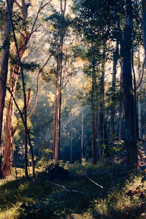 Makawao Forest