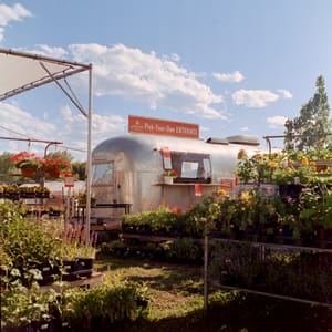 Flower Picking